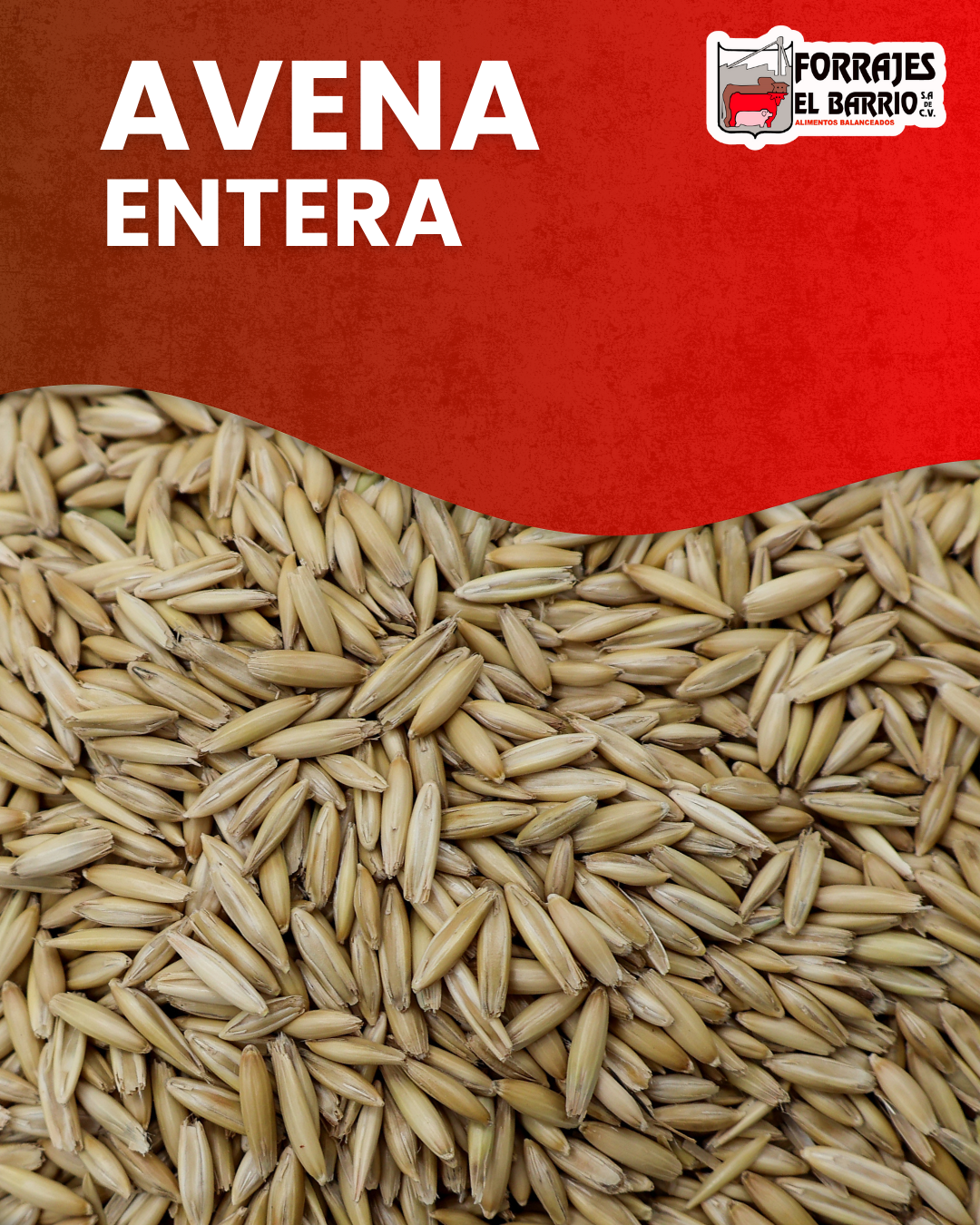 AVENA ENTERA