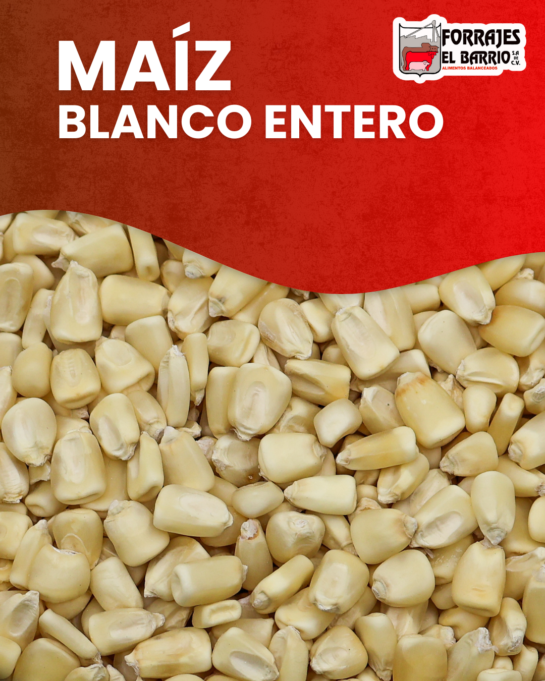 MAIZ BLANCO ENTERO