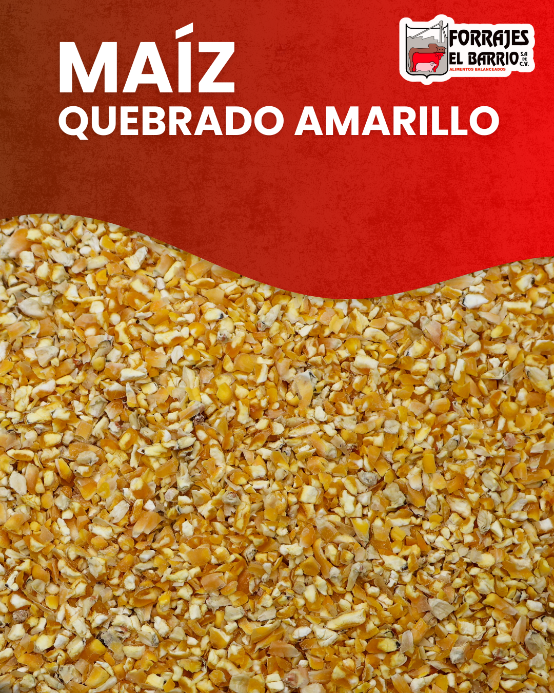 MAIZ QUEBRADO AMARILLO